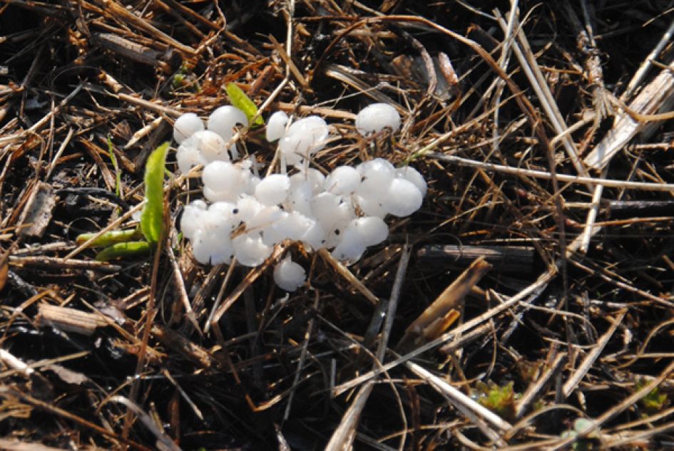 Welke Paddenstoeltjes